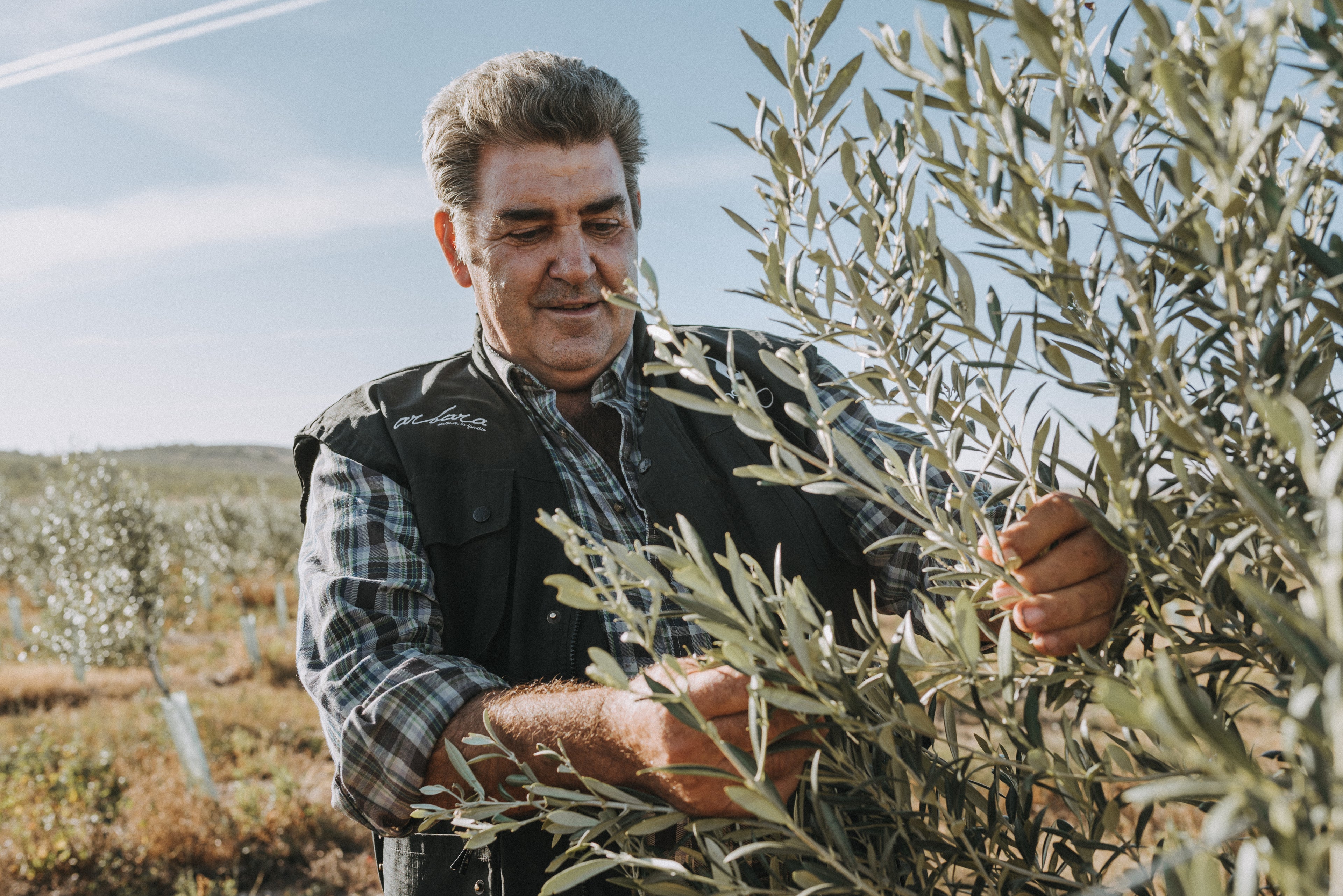 Hombre recogiendo aceitunas en el campo, representando más de 100 años de tradición familiar en la producción de aceite de oliva virgen extra Arbara.