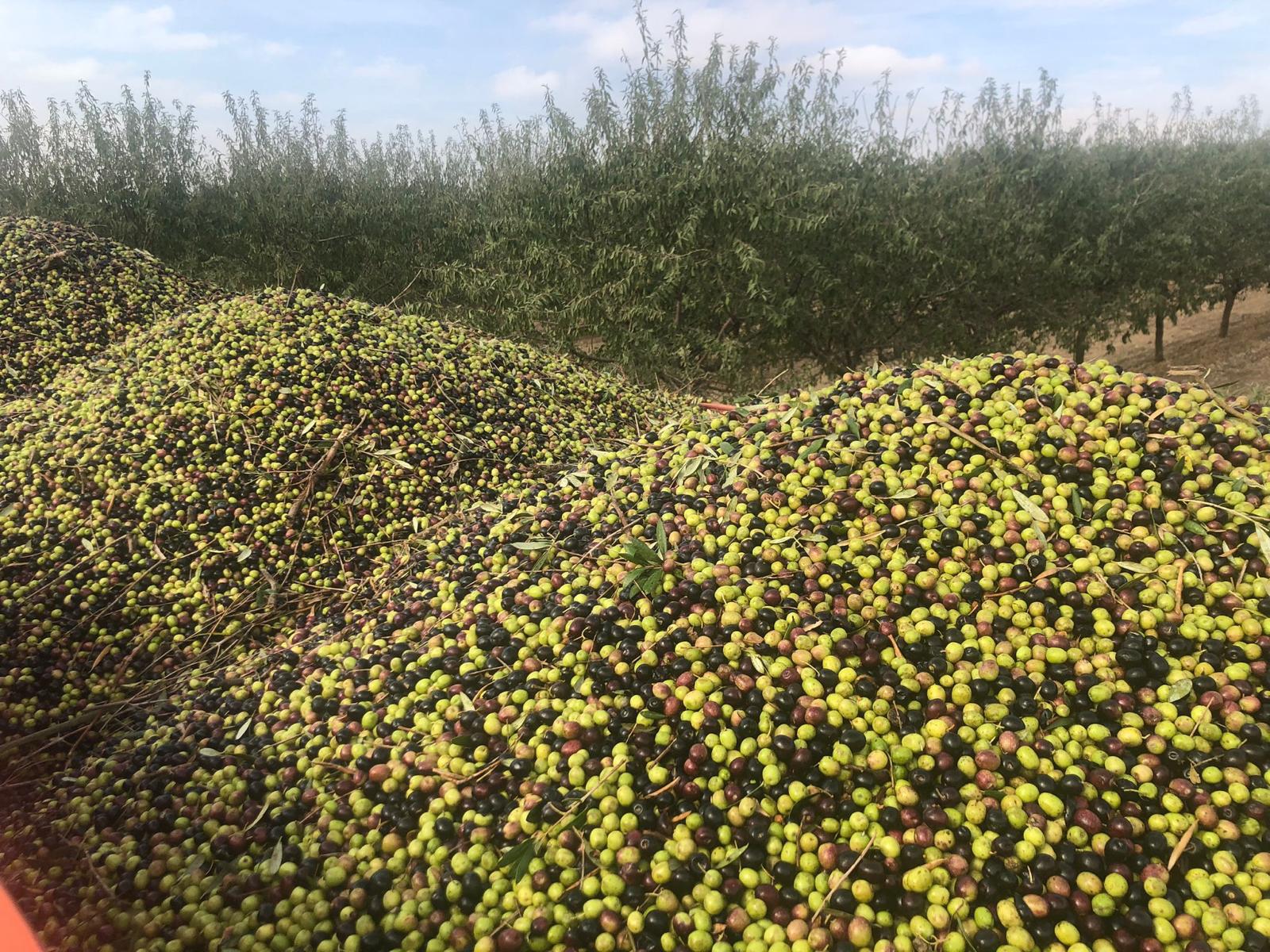 Cajas llenas de aceitunas recién recolectadas