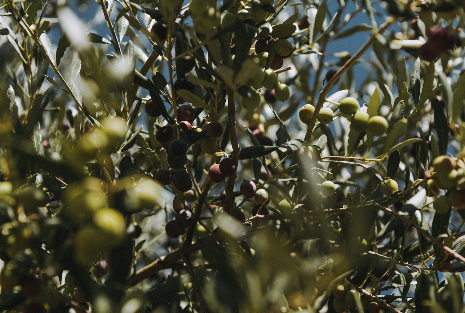 Ramas de olivo con aceitunas verdes y negras al sol