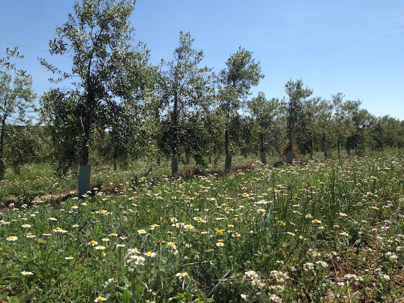 Campo de olivos jóvenes con flores silvestres alrededor