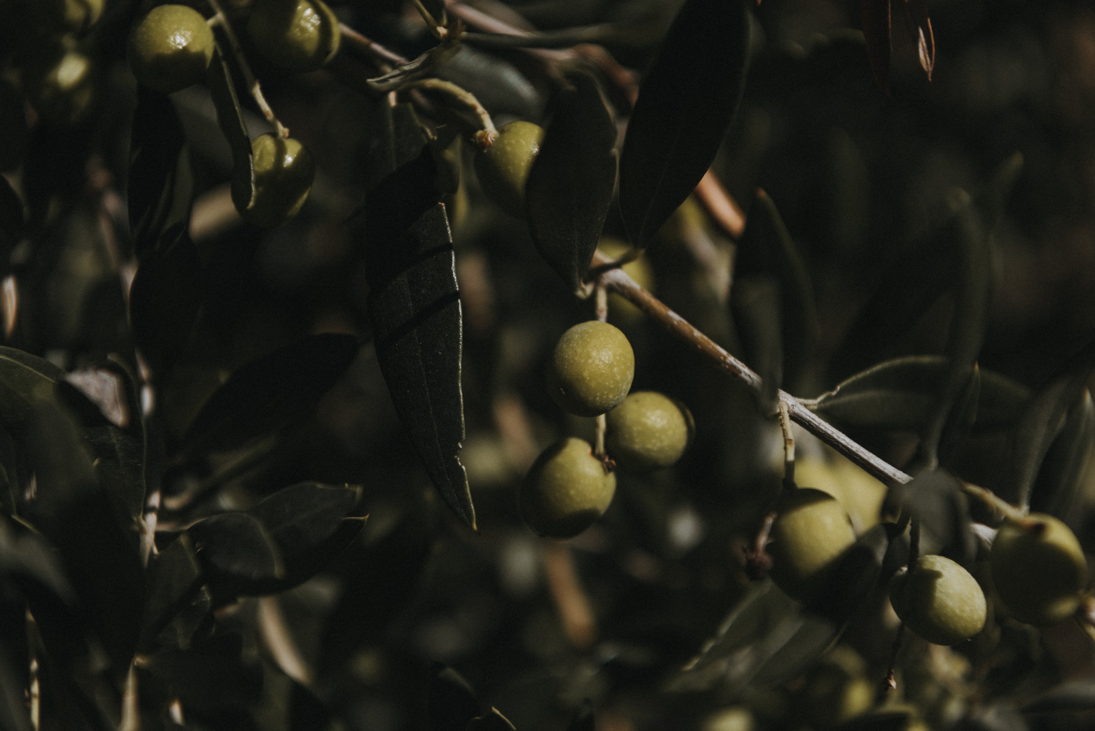 Detalle de aceitunas verdes en ramas con sombra