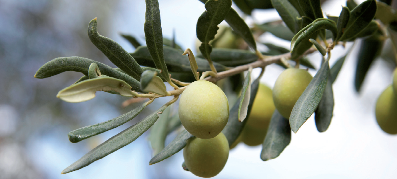 Gráfico de beneficios del aceite de oliva para la salud