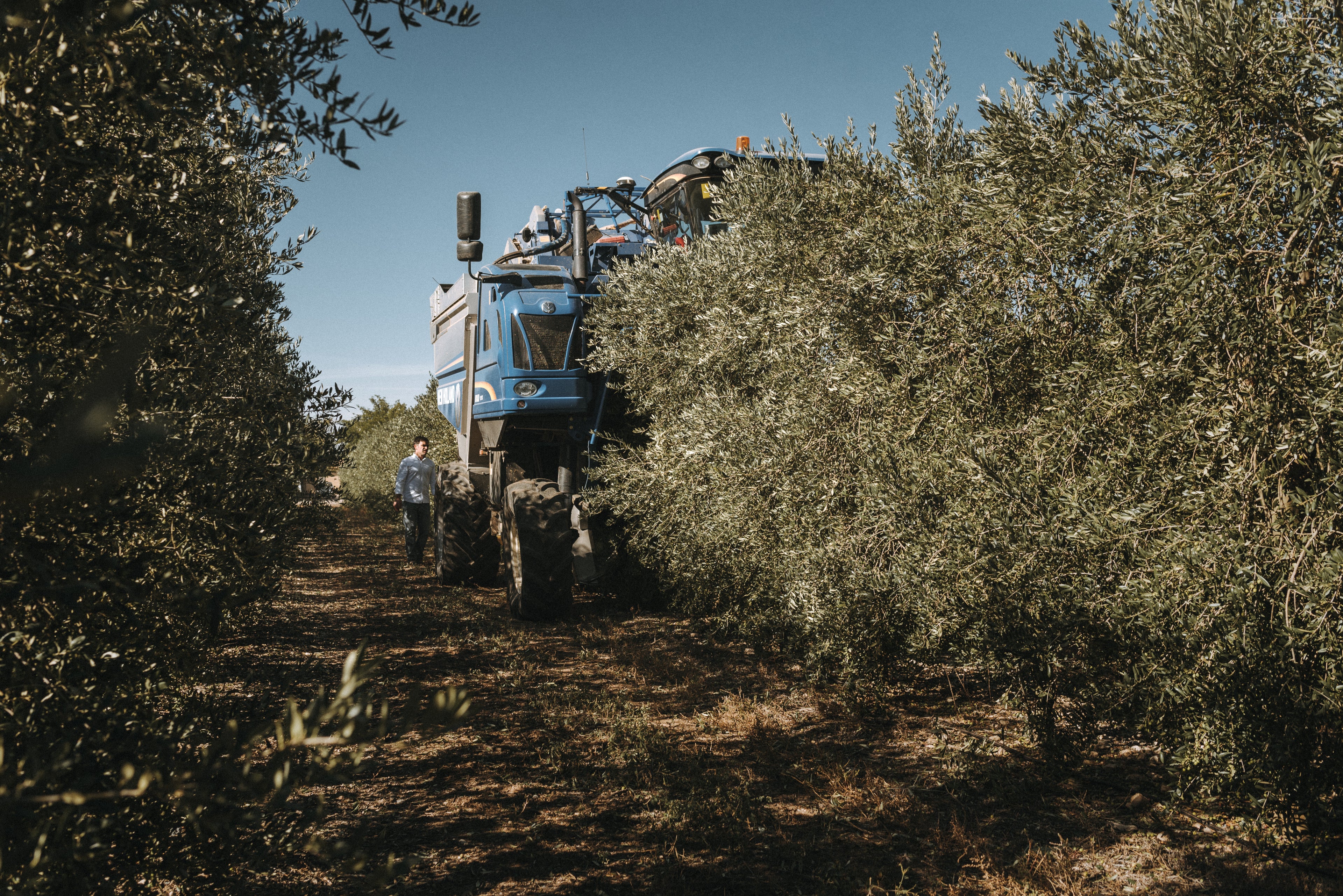Cosechadora azul entre olivos con trabajador caminando al lado