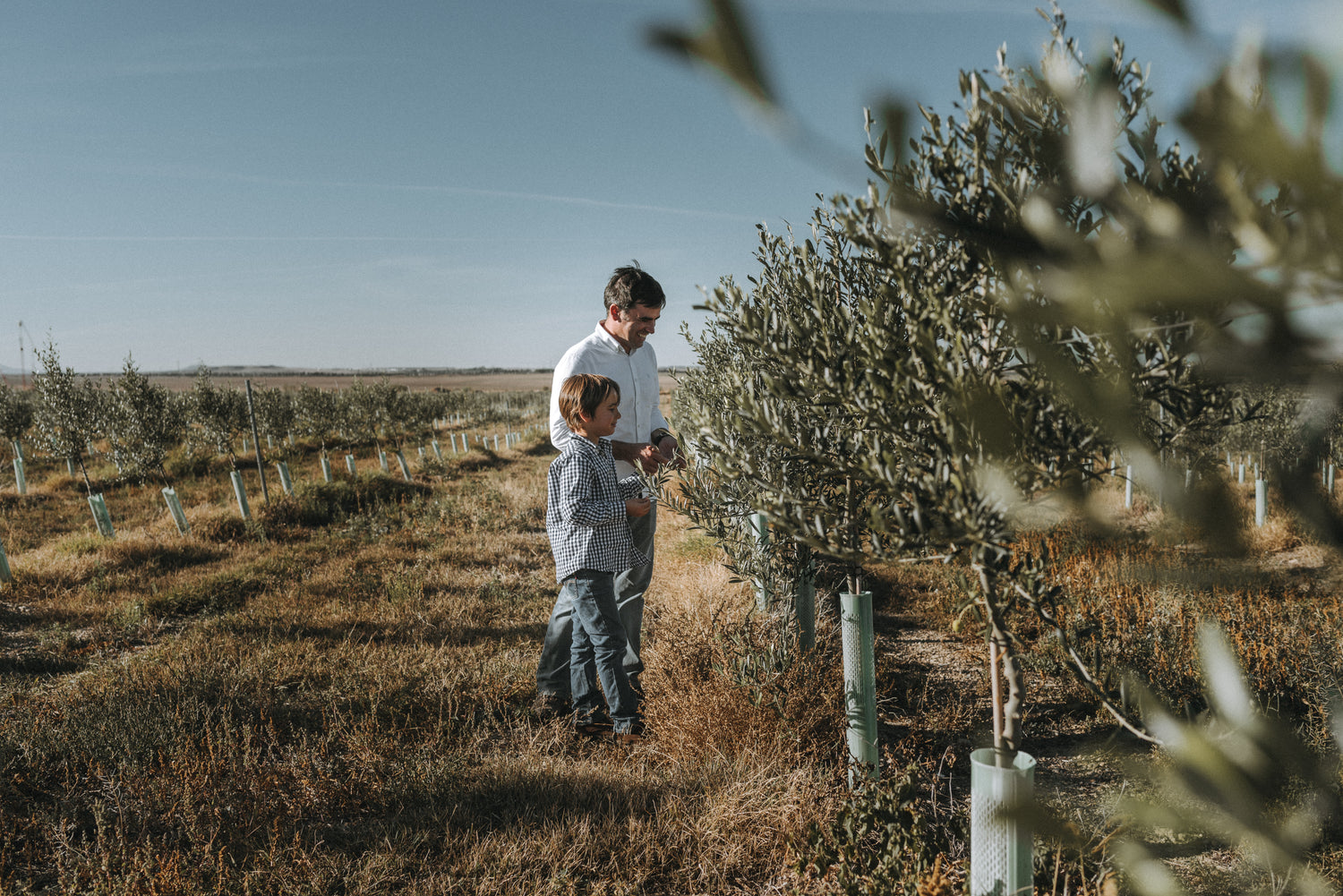 Padre e hijo observando olivos en la finca Arbara