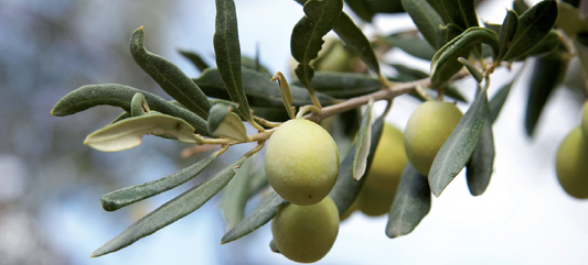 Participa en nuestra cosecha anual de aceitunas
