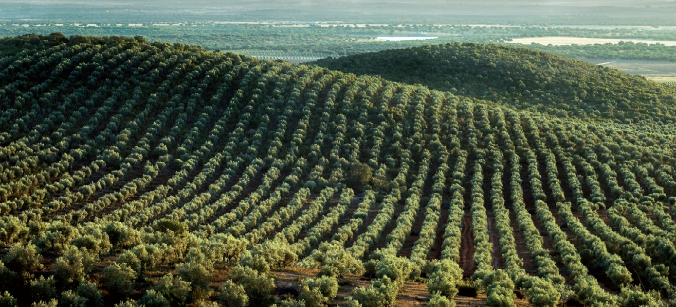Gráfico del proceso de producción del aceite de oliva