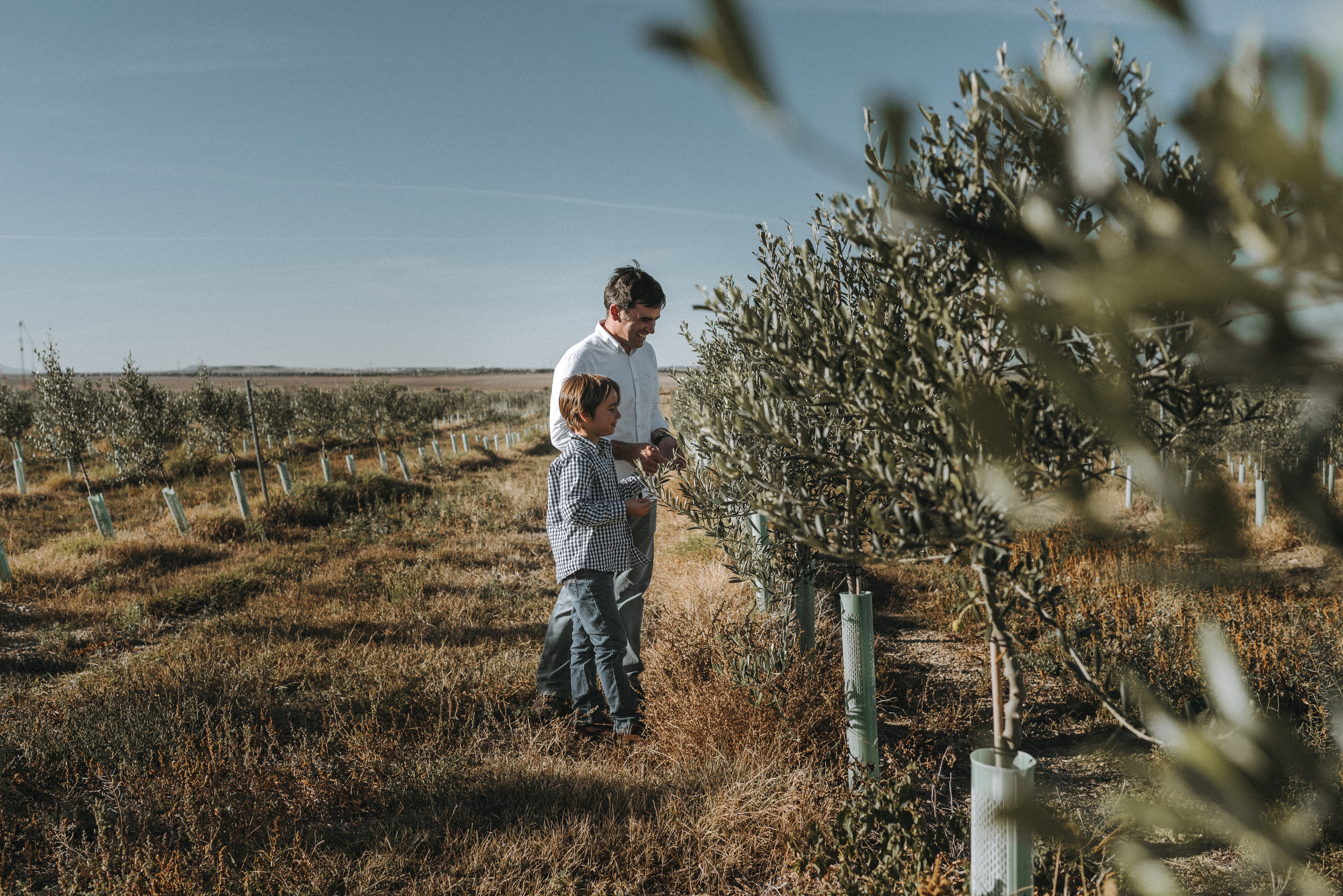 Padre e hijo observando olivos en la finca Arbara