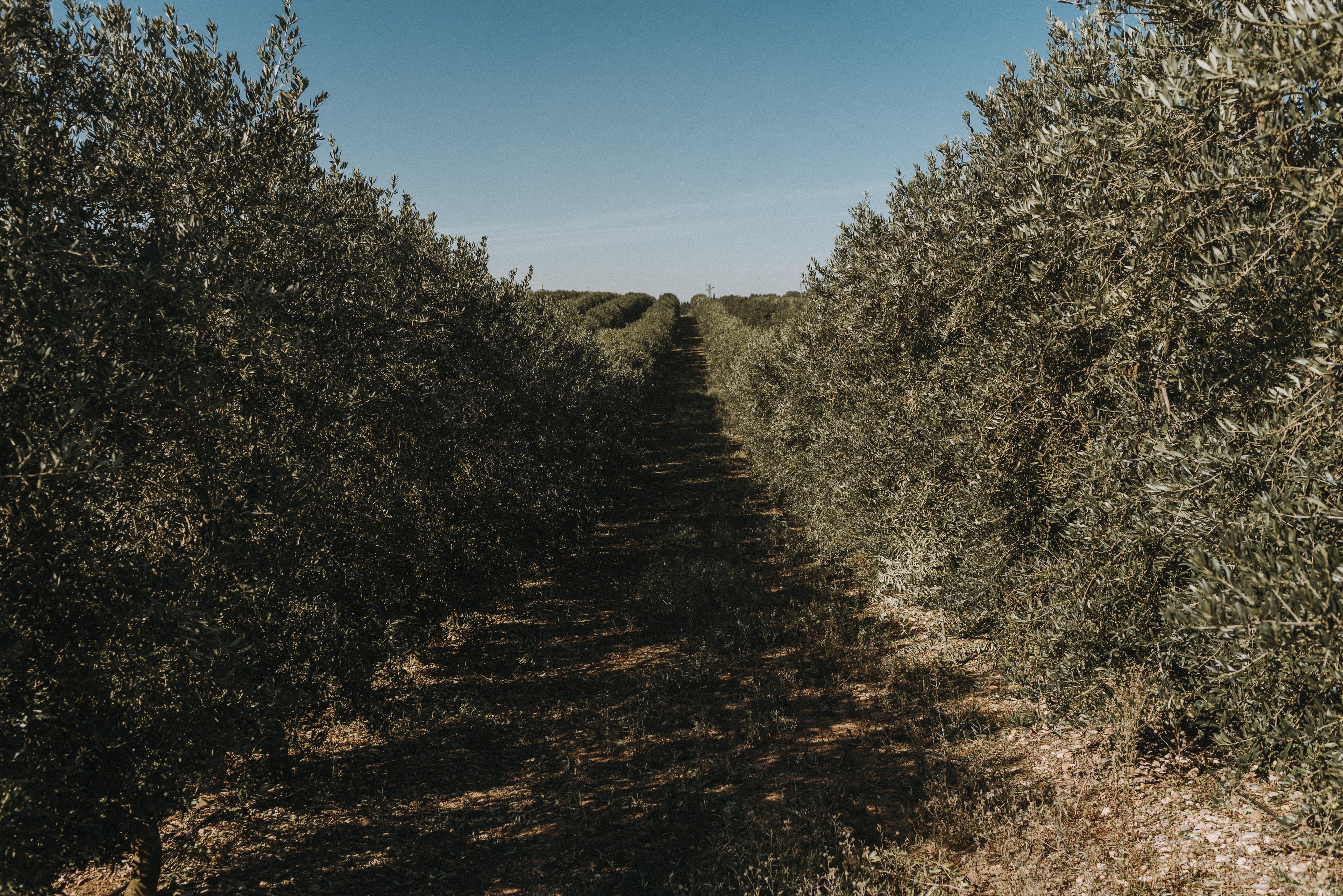 Fila de olivos en una plantación bajo el cielo azul