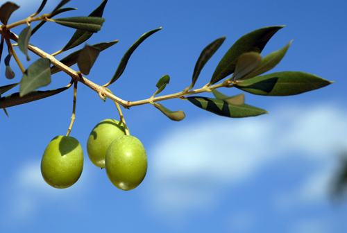 Rama de olivo con aceitunas verdes sobre fondo de cielo azul