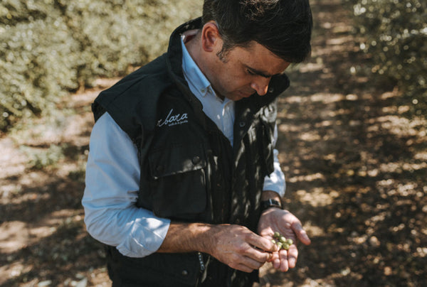 Miembro de la familia Barrios inspeccionando aceitunas en el olivar, símbolo del cuidado artesanal y la tradición de Arbára.