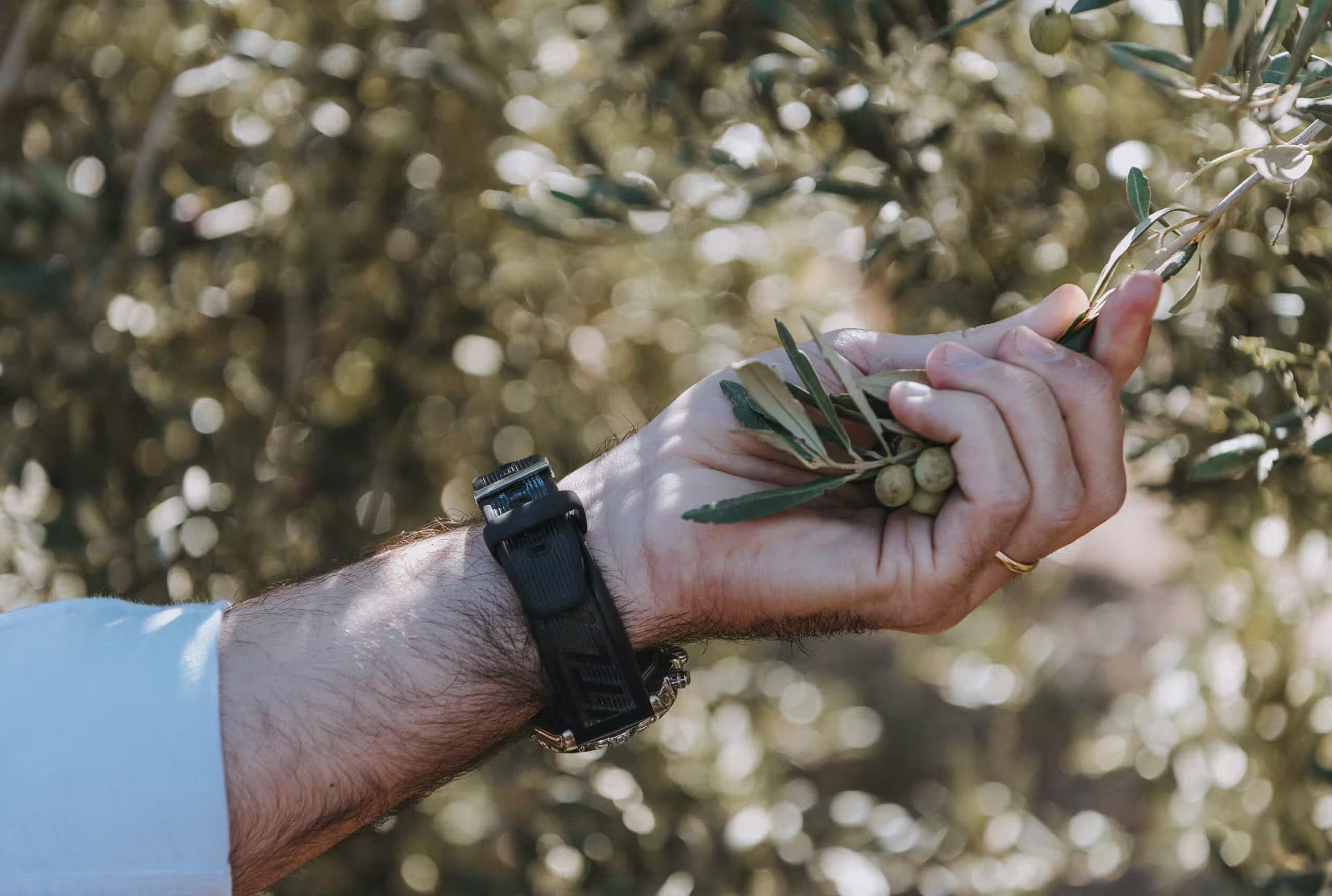 Recolección manual de aceitunas arbequina en el campo, base del aceite de oliva virgen extra Arbara.